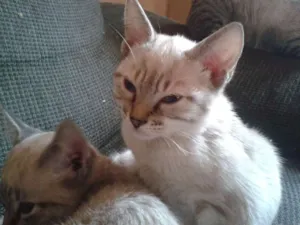 Gato raça N/D idade 2 a 6 meses nome Não possuem