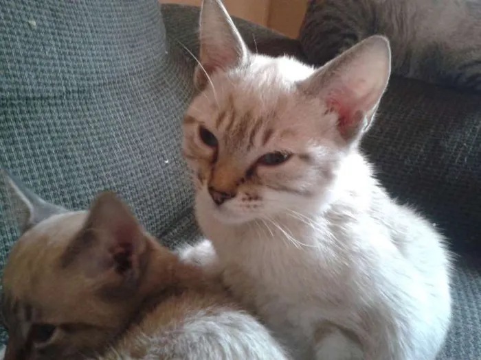 Gato ra a N/D idade 2 a 6 meses nome Não possuem
