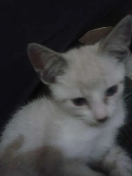 Gato ra a N/D idade 2 a 6 meses nome Não possuem