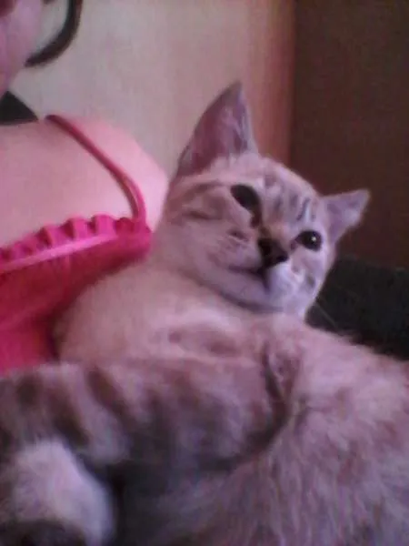 Gato ra a N/D idade 2 a 6 meses nome Não possuem
