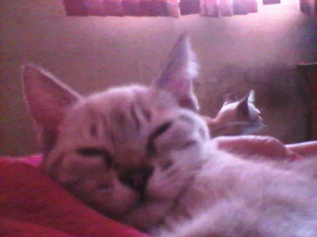 Gato ra a N/D idade 2 a 6 meses nome Não possuem