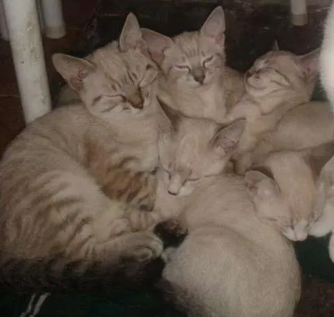 Gato ra a N/D idade 2 a 6 meses nome Não possuem