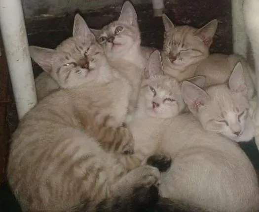 Gato ra a N/D idade 2 a 6 meses nome Não possuem