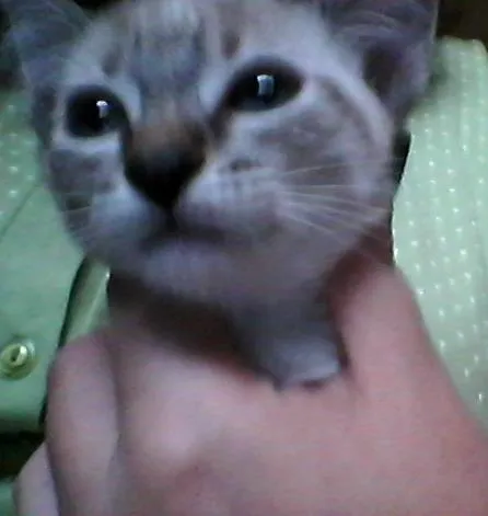 Gato ra a N/D idade 2 a 6 meses nome Não possuem