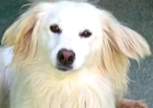 Cachorro raça SRD idade 3 anos nome MEL - GIGI