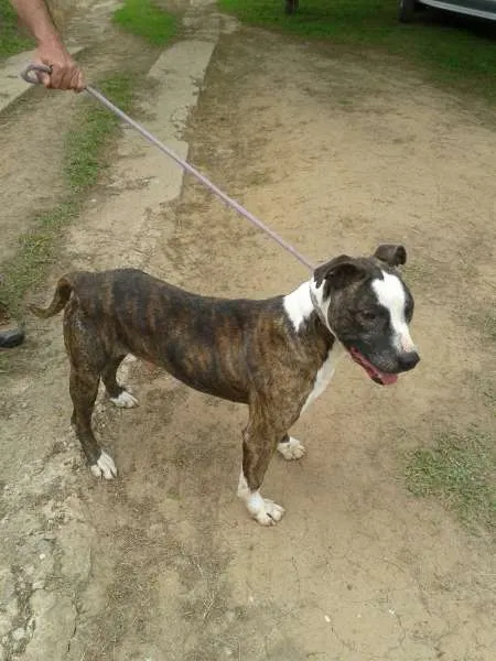Cachorro ra a Pit-Bull idade 4 anos nome Guerreiro