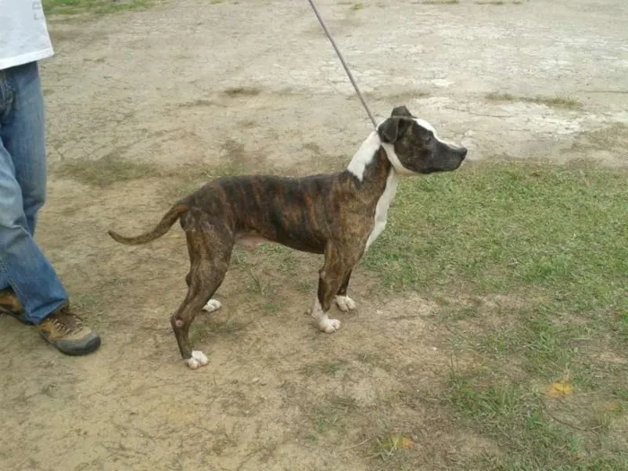 Cachorro ra a Pit-Bull idade 4 anos nome Guerreiro