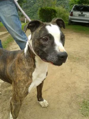 Cachorro raça Pit-Bull idade 4 anos nome Guerreiro