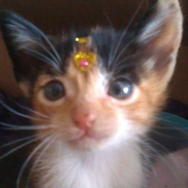 Gato ra a Vira lata idade Abaixo de 2 meses nome a escolher