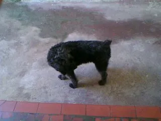 Cachorro raça Poodle idade 7 a 11 meses nome Teka