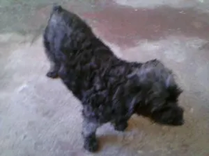 Cachorro raça Poodle idade 7 a 11 meses nome Teka