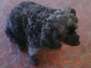 Cachorro raça Poodle idade 7 a 11 meses nome Teka