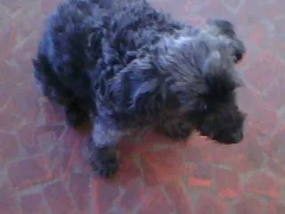 Cachorro raça Poodle idade 7 a 11 meses nome Teka