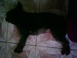 Cachorro raça Poodle idade 7 a 11 meses nome Teka