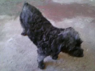 Cachorro raça Poodle idade 7 a 11 meses nome Teka