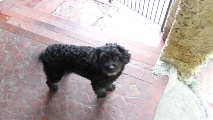 Cachorro raça Poodle idade 7 a 11 meses nome Teka