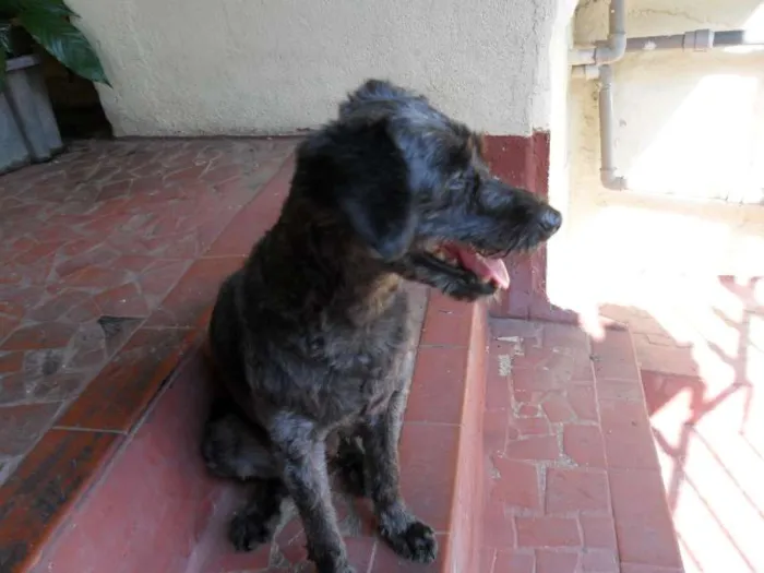 Cachorro raça Poodle idade 7 a 11 meses nome Teka