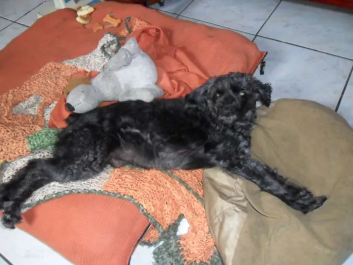 Cachorro raça Poodle idade 7 a 11 meses nome Teka