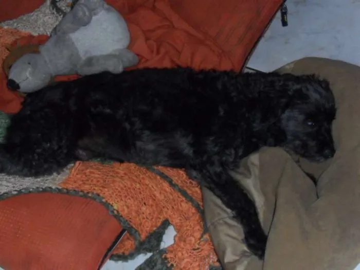 Cachorro raça Poodle idade 7 a 11 meses nome Teka