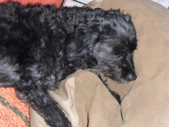 Cachorro raça Poodle idade 7 a 11 meses nome Teka