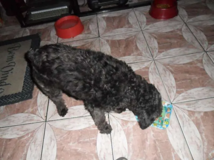 Cachorro raça Poodle idade 7 a 11 meses nome Teka