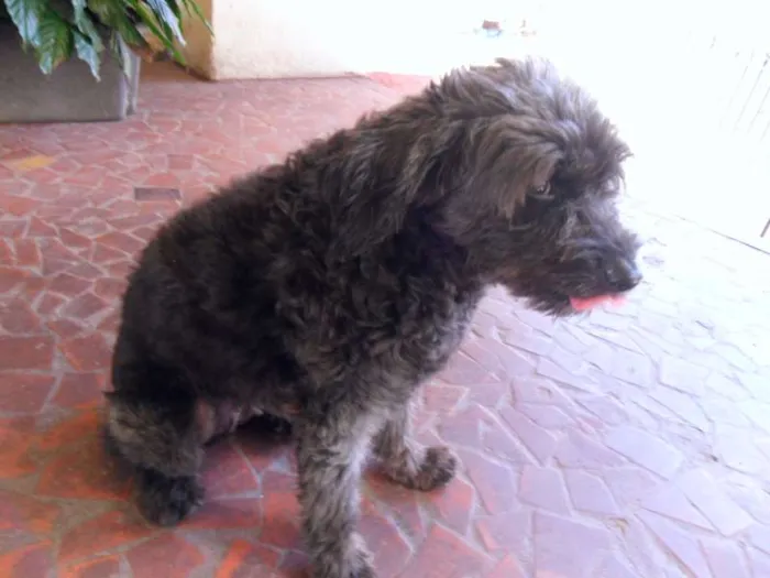 Cachorro raça Poodle idade 7 a 11 meses nome Teka