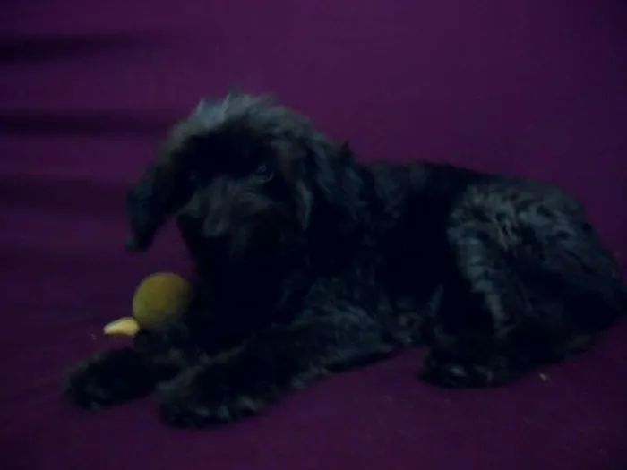 Cachorro raça Poodle idade 7 a 11 meses nome Teka