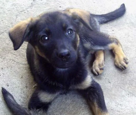Cachorro ra a indefinida idade Abaixo de 2 meses nome Moleca