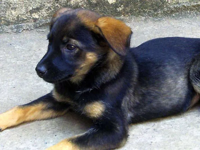 Cachorro ra a indefinida idade Abaixo de 2 meses nome Boris