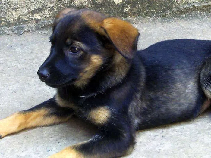Cachorro ra a indefinida idade Abaixo de 2 meses nome Boris