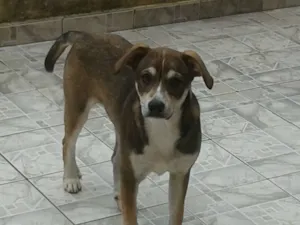 Cachorro raça SRD idade 2 a 6 meses nome Batatinha