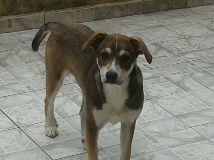 Cachorro ra a SRD idade 2 a 6 meses nome Batatinha