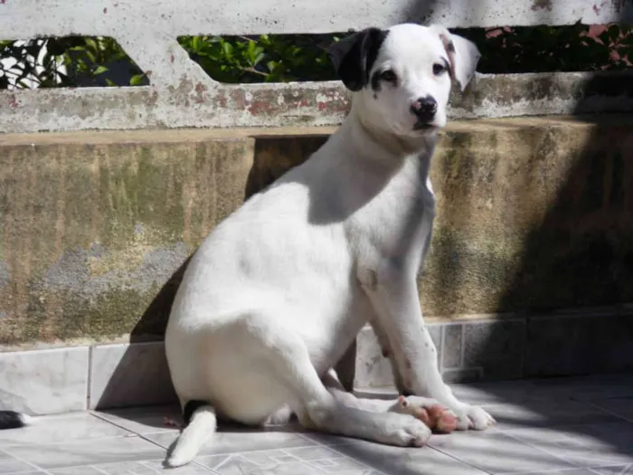 Cachorro ra a SRD idade 2 a 6 meses nome Sheik