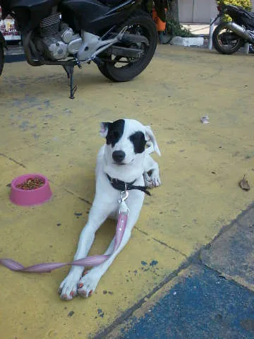 Cachorro ra a Vira lata idade 1 ano nome Não tem nome