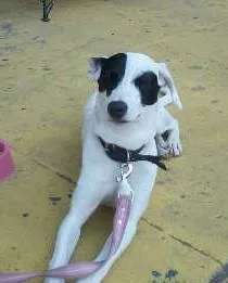 Cachorro raça Vira lata idade 1 ano nome Não tem nome