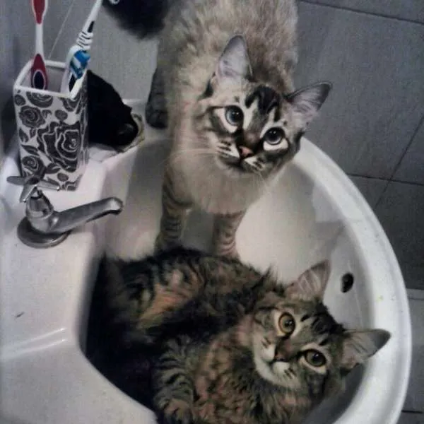 Gato raça SRD idade 1 ano nome Marry e Luiza