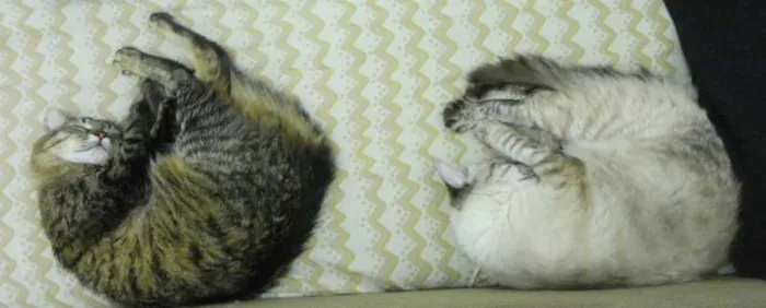 Gato raça SRD idade 1 ano nome Marry e Luiza