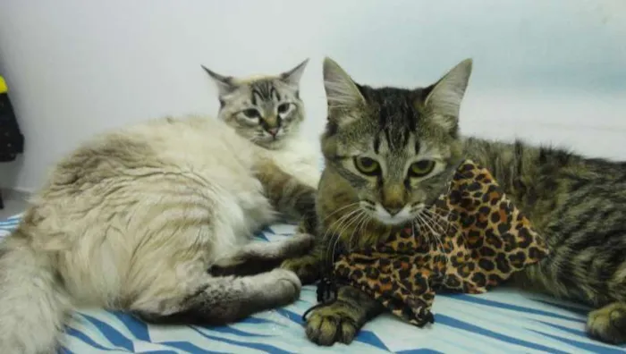 Gato raça SRD idade 1 ano nome Marry e Luiza