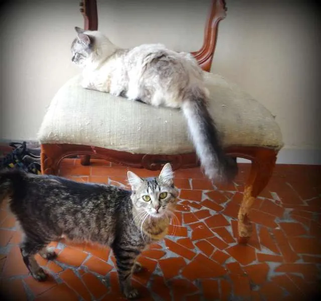 Gato raça SRD idade 1 ano nome Marry e Luiza