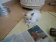 Mia