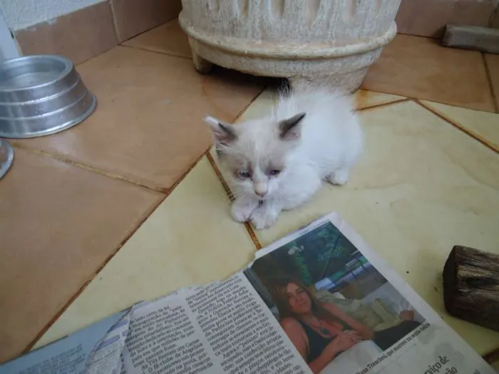 Gato ra a mestiça persa idade 2 a 6 meses nome Mia