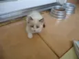 Mia