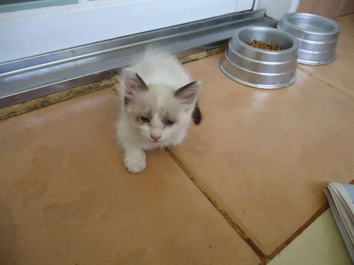 Gato ra a mestiça persa idade 2 a 6 meses nome Mia