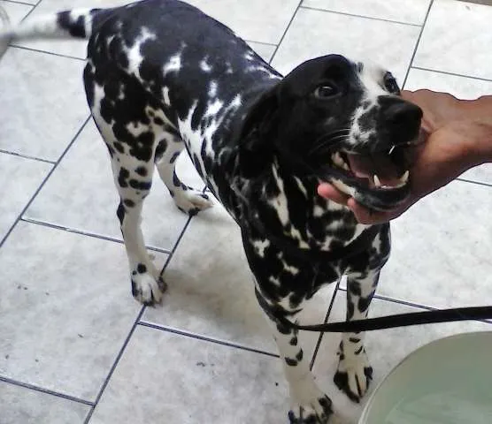 Cachorro ra a Dálmata idade 7 a 11 meses nome Daiana