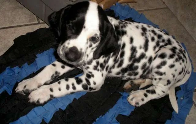 Cachorro ra a Dálmata idade 7 a 11 meses nome Daiana