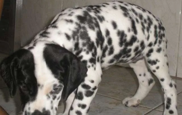 Cachorro ra a Dálmata idade 7 a 11 meses nome Daiana