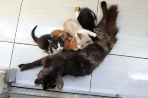 Gato raça SRD idade 2 a 6 meses nome Mescladinha