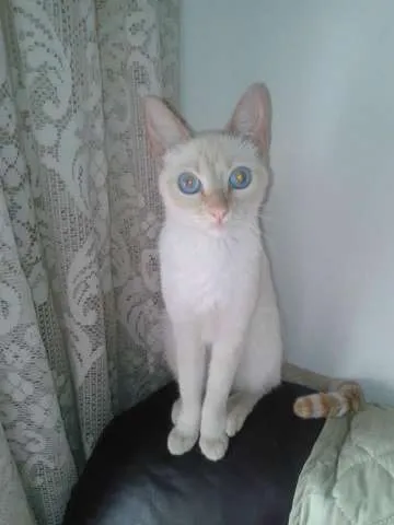 Gato ra a SEM RAÇA idade 2 anos nome PITTY