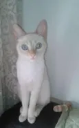 PITTY