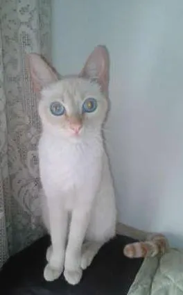 Gato ra a SEM RAÇA idade 2 anos nome PITTY